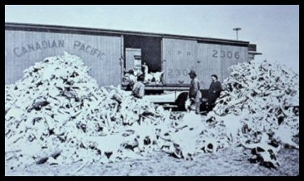 Historical photo of people standing beside railroad box car. The ground is covered with piles of bison bones.