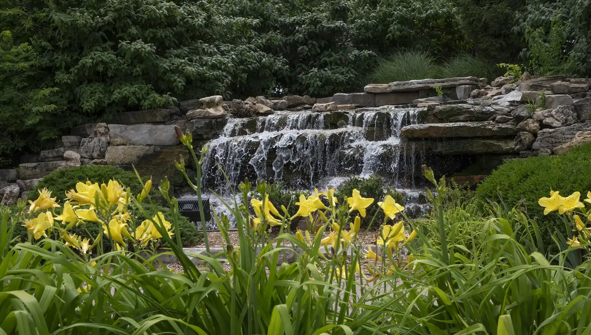 Waterfall rocks on campus with yellow flowers in front