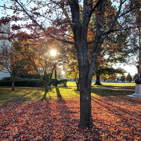 Fall campus photo of sunrise through trees