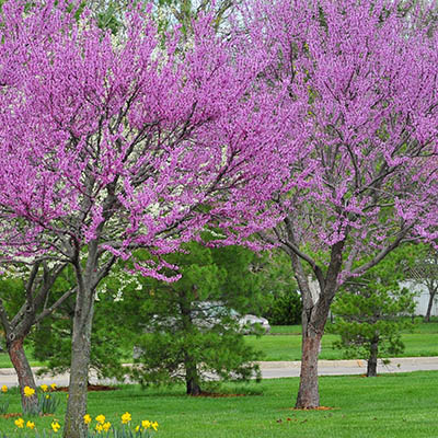 alumni center in spring