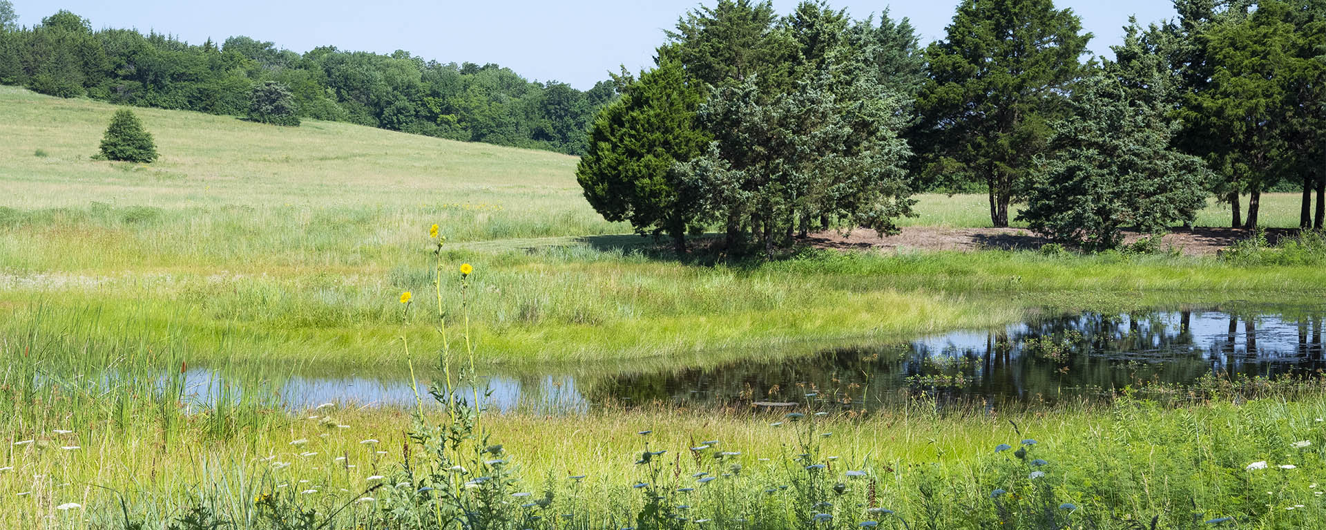 Flowers bloom surrounding a pond on a clear sky day.