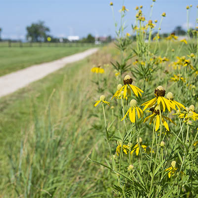 Yellow coneflowers bloom along a gravel path surrounded by prairie