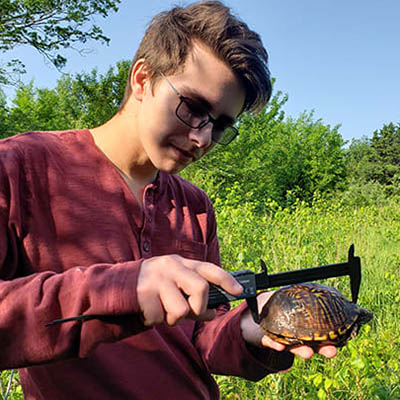 A environmental biology student measures a turtle in a grassy field.