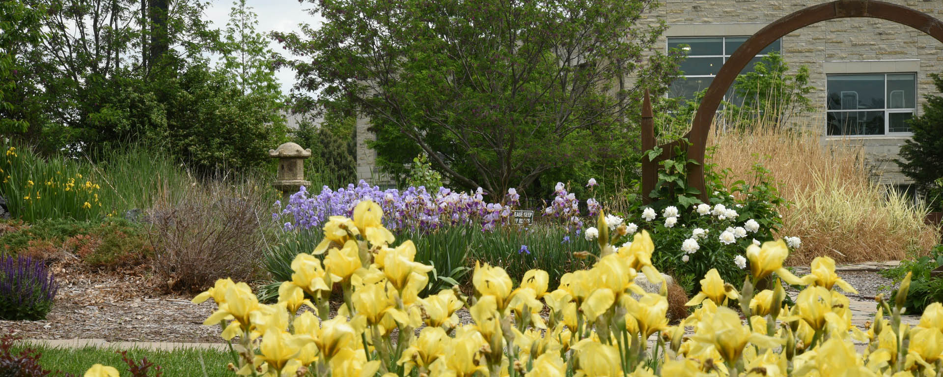 Campus yellow flowers in Japanese garden