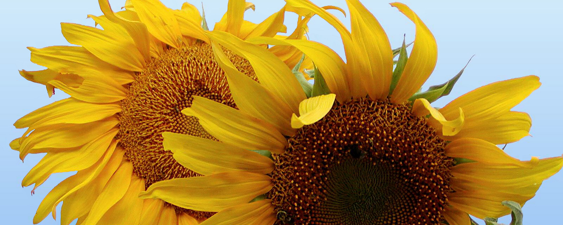 sunflowers closeup with blue sky