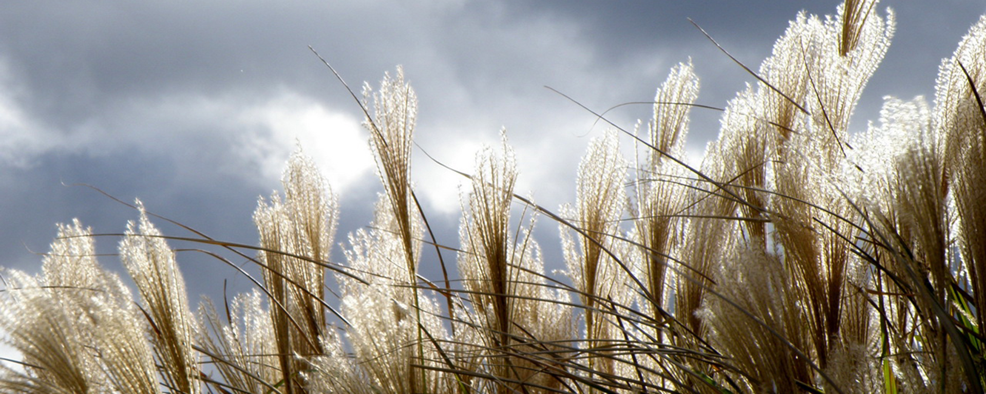 tallgrass prairie image