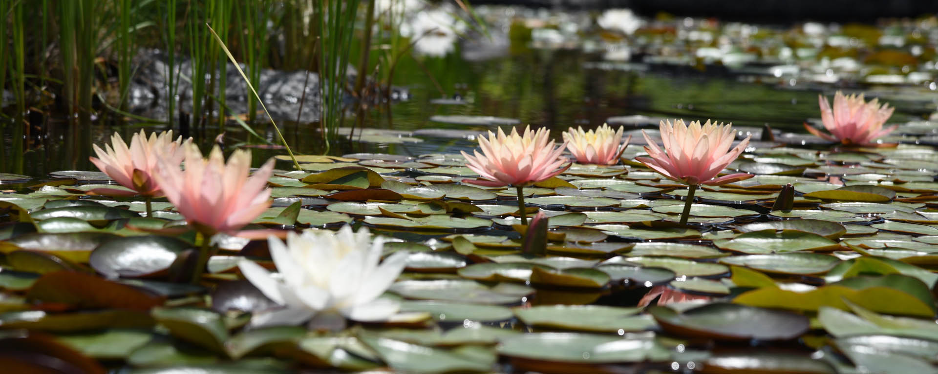 lily pad on a pond