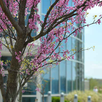 image of campus in the spring
