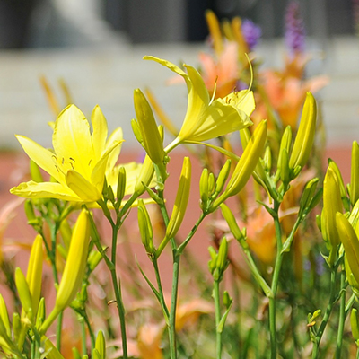 flowers on WU campus