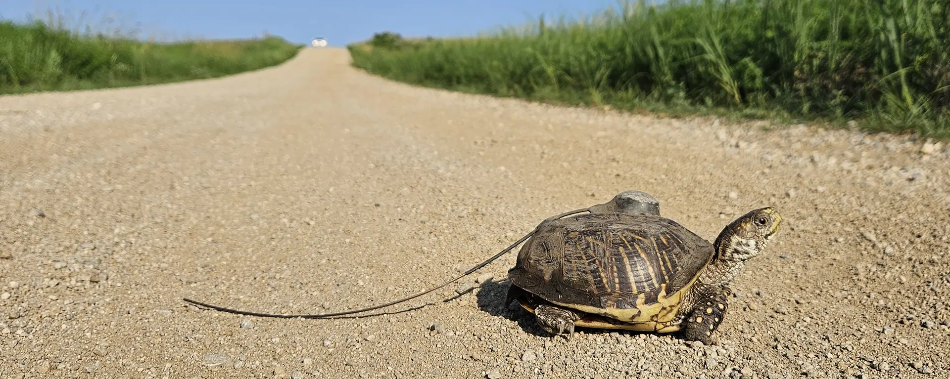 A box turtle crosses the road.