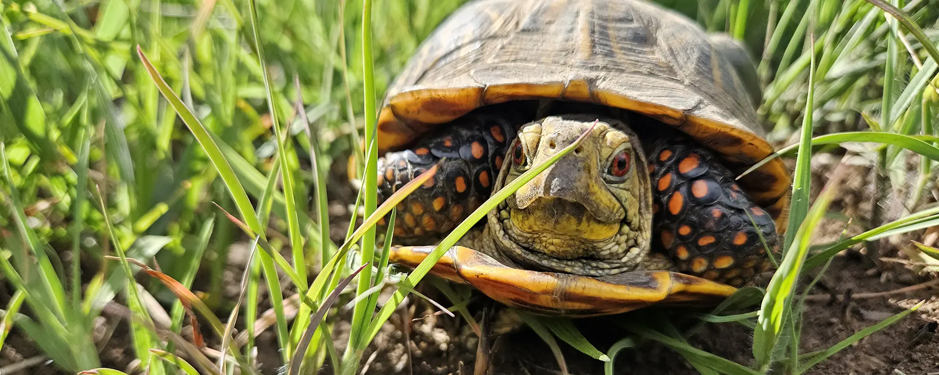 A North American Box Turtle in the grass.