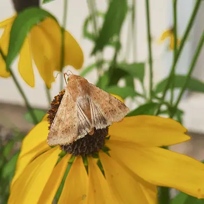 A moth on a Kansas native plant.
