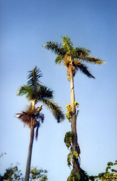 Jamaica