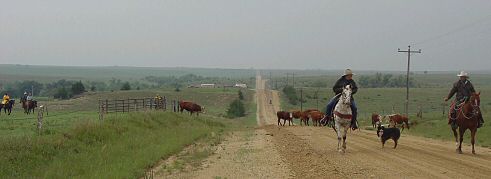 Driving cattle along a dirt road in Kansas.