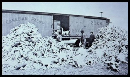 Historical photo of people standing beside railroad box car. The ground is covered with piles of bison bones.